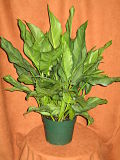 8" Aglaonema BJ Freeman 